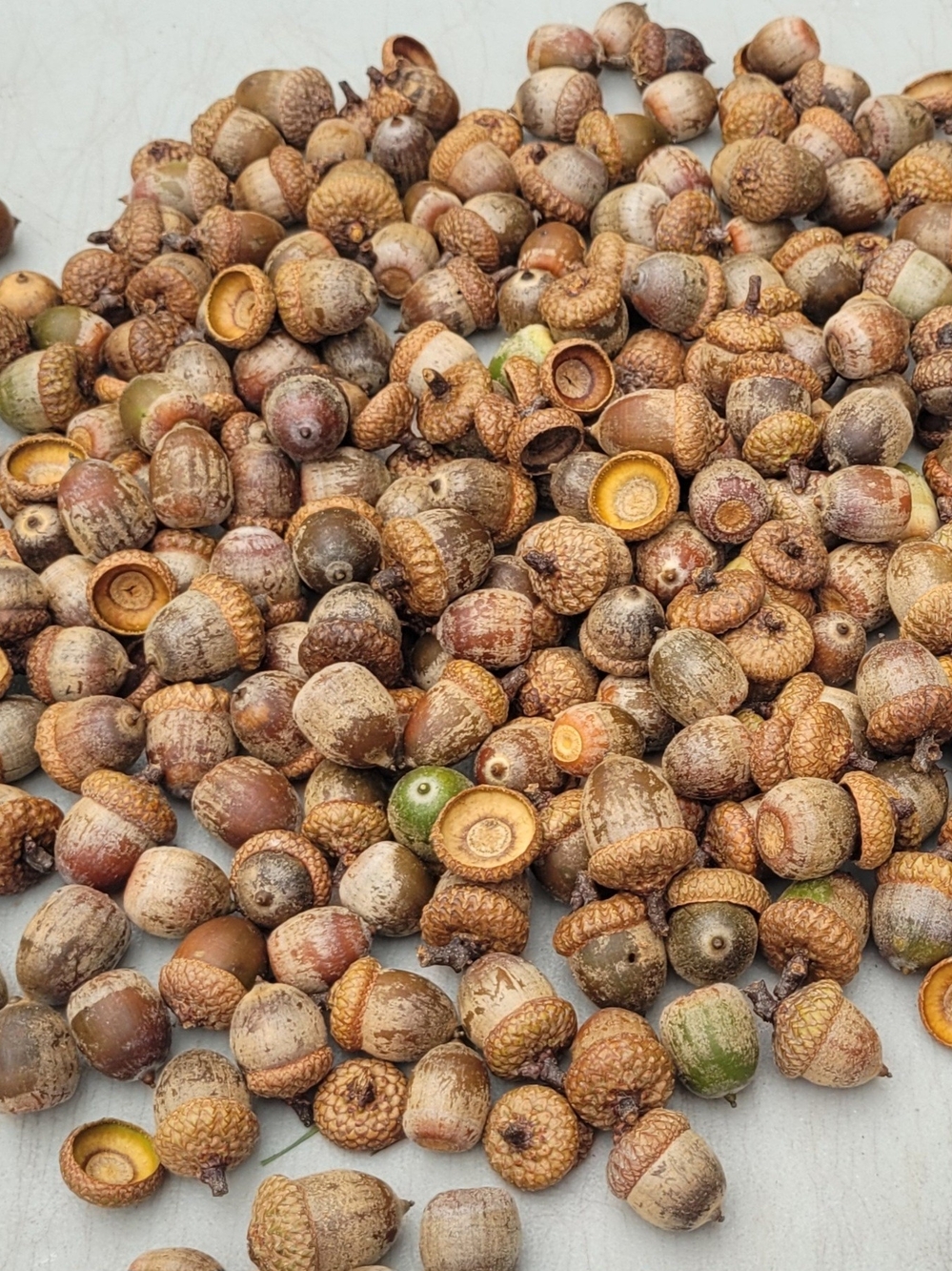 Natural Raw Oak Acorn 3.33 Lbs Great For Crafting